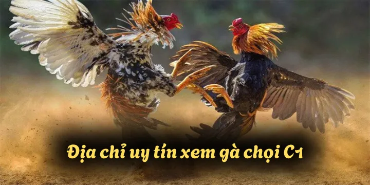 Địa chỉ uy tín xem gà chọi C1 trải nghiệm các trận đấu kịch tính