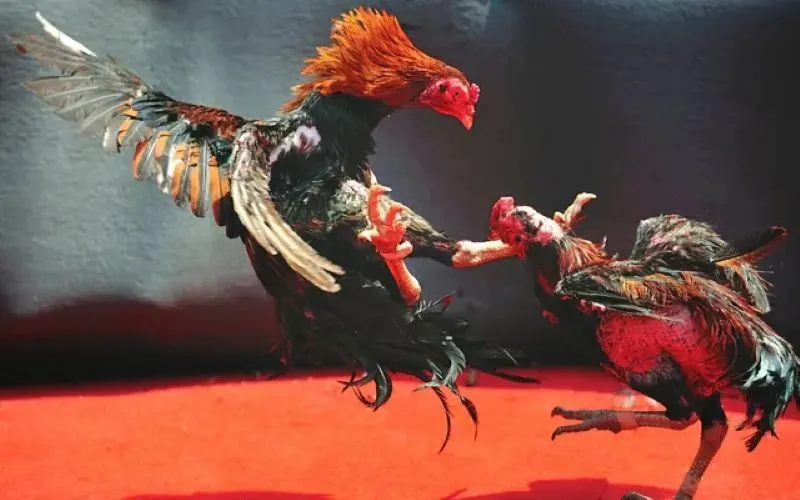 Quy trình tham gia Đá gà philipines diễn ra thế nào?